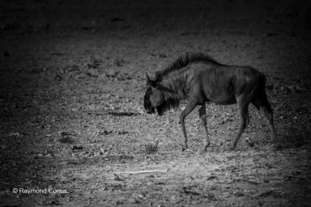 La faune namibienne (16)