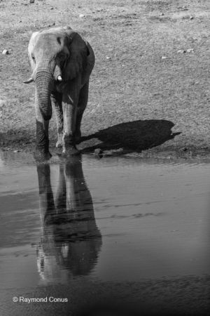 La faune namibienne (20)