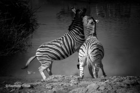 La faune namibienne (25)