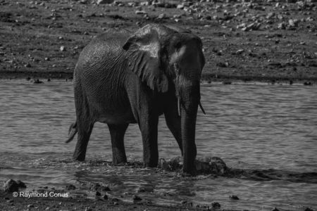 La faune namibienne (31)