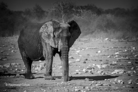 La faune namibienne (32)