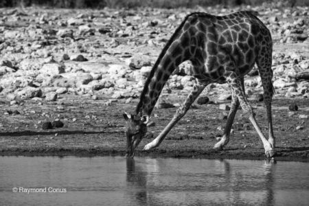 La faune namibienne (3)