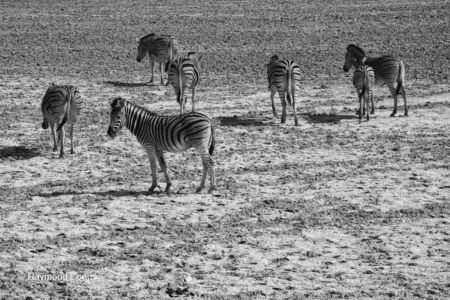 La faune namibienne (50)