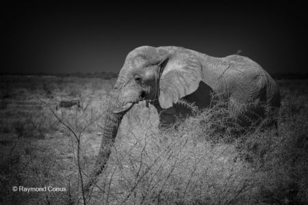 La faune namibienne (51)