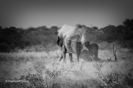 La faune namibienne (5)