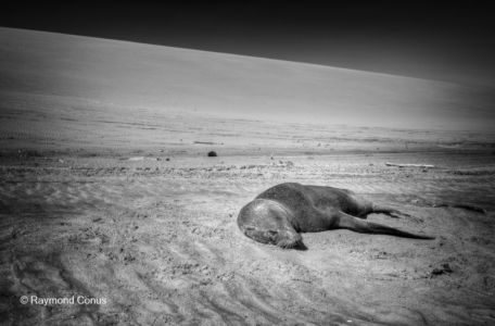 La faune namibienne (67)