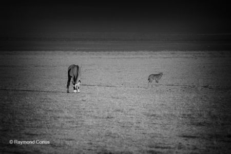 La faune namibienne (69)