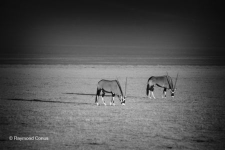 La faune namibienne (70)