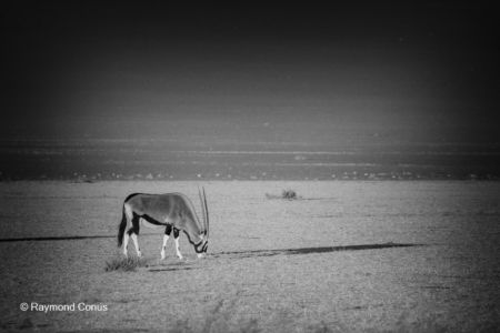 La faune namibienne (72)