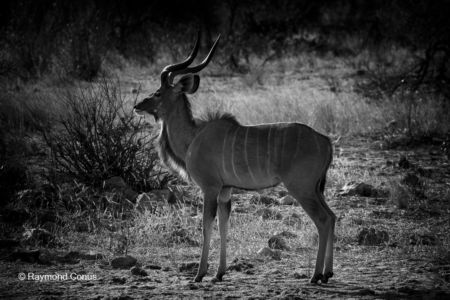 La faune namibienne (7)