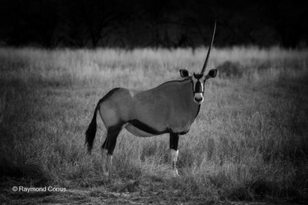 La faune namibienne (9)