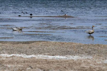 Lac Manasarovar (11)