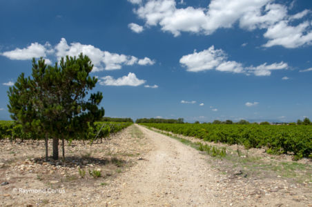 Languedoc-Roussillon (42)