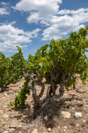 Languedoc-Roussillon (43)