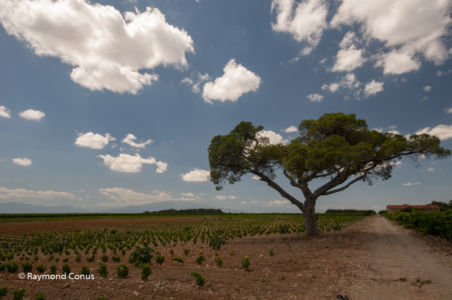 Languedoc-Roussillon (44)