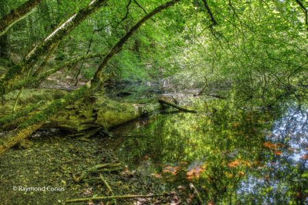 Le Bois de Chênes (12)