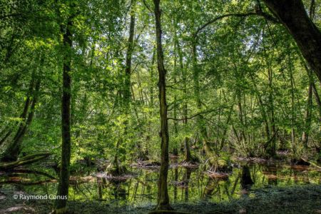 Le Bois de Chênes (15)