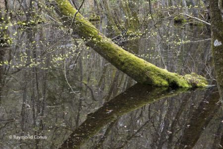 Le Bois de Chênes (1)