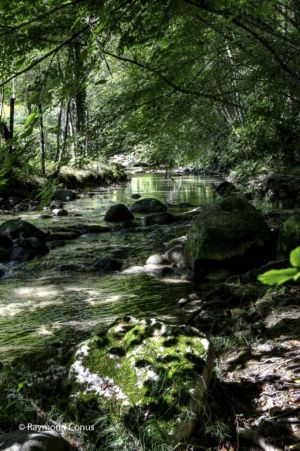 Le Bois de Chênes (28)