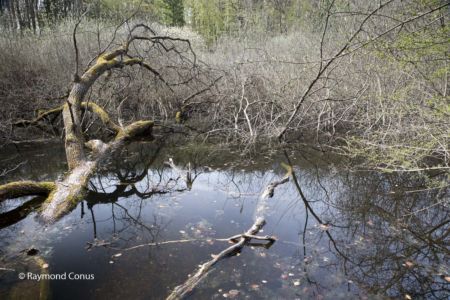 Le Bois de Chênes (3)