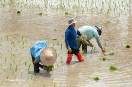 Les Thaïlandais (11)