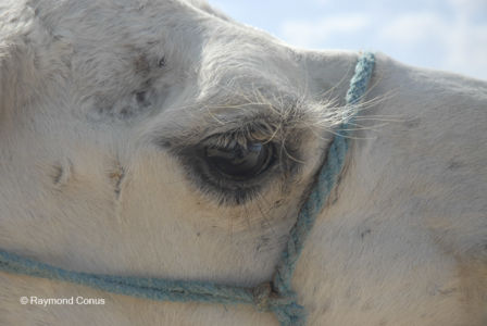 Les animaux (11)