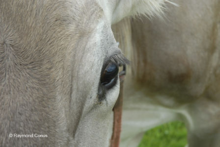 Les animaux (13)