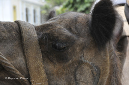 Les animaux (21)