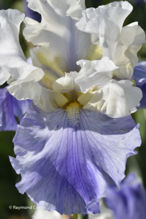 Les iris (35)