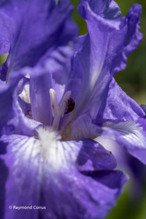 Les iris (43)