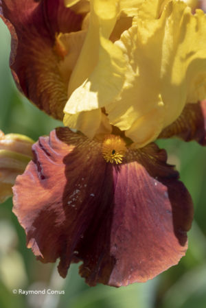 Les iris (46)