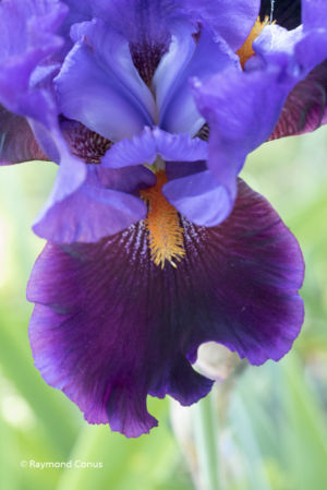 Les iris (4)
