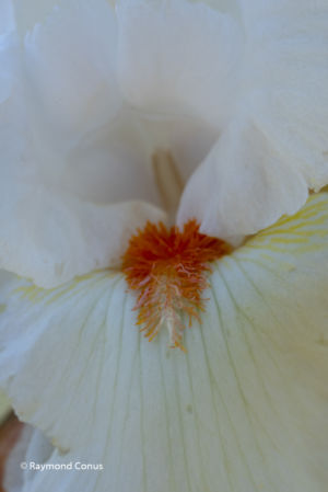 Les iris (50)