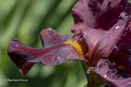 Les iris (52)