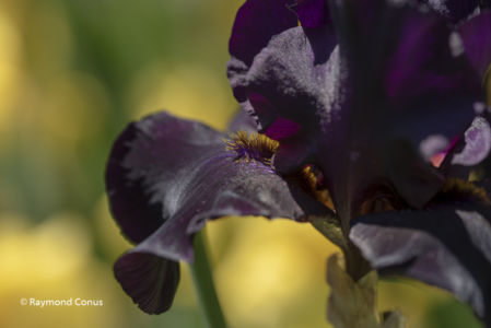 Les iris (56)