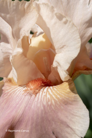 Les iris (60)