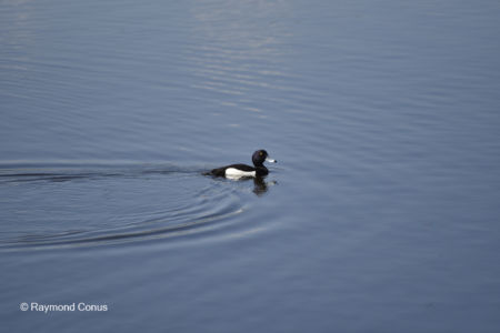 Les oiseaux (26)