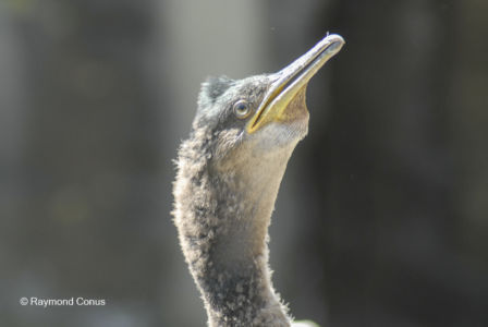 Les oiseaux (2)