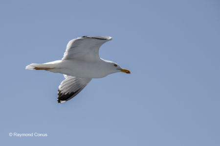 Les oiseaux (36)