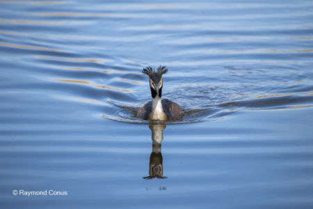 Les oiseaux (51)