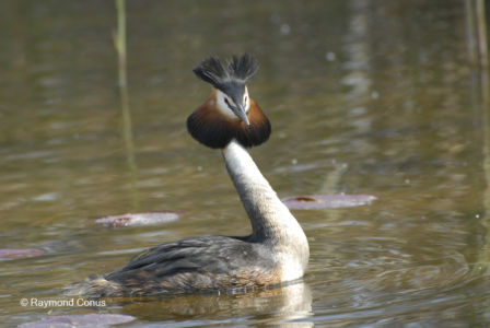 Les oiseaux (6)