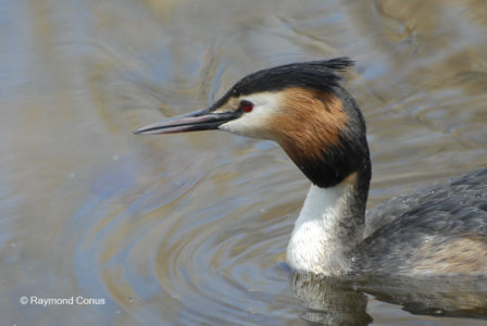 Les oiseaux (7)