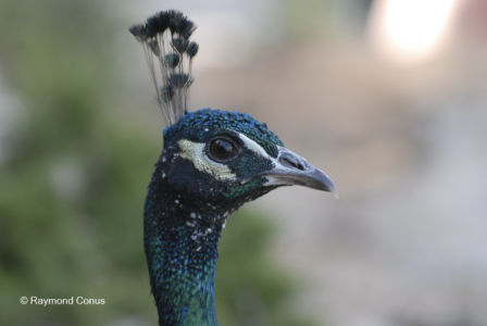 Les oiseaux (8)