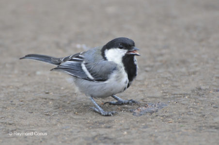 Les oiseaux (9)