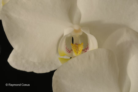 Les orchidées blanches (10)