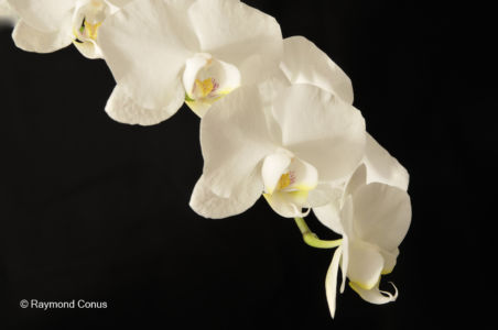 Les orchidées blanches (12)