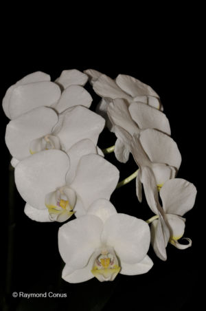 Les orchidées blanches (6)