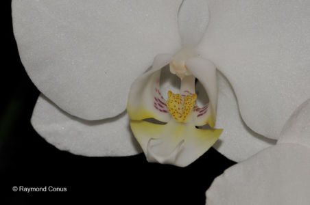 Les orchidées blanches (7)