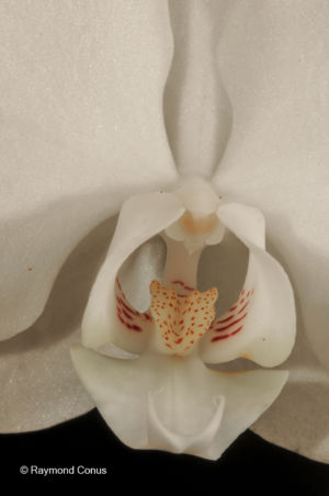 Les orchidées blanches (8)