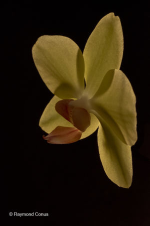 Les orchidées jaunes (18)